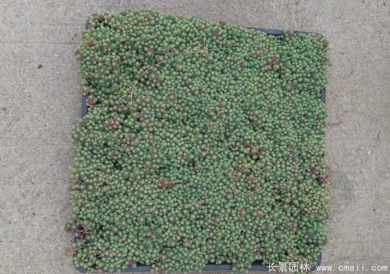 中華景天托盤苗 中華景天托盤苗