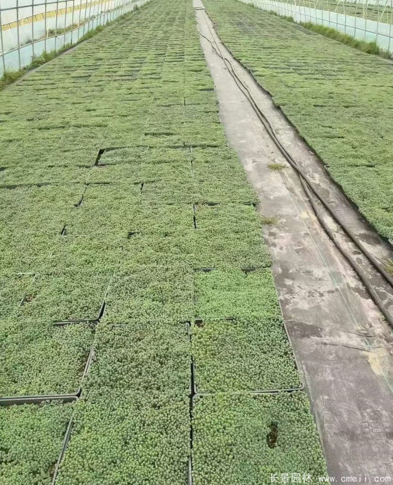 中華景天托盤苗 中華景天托盤苗