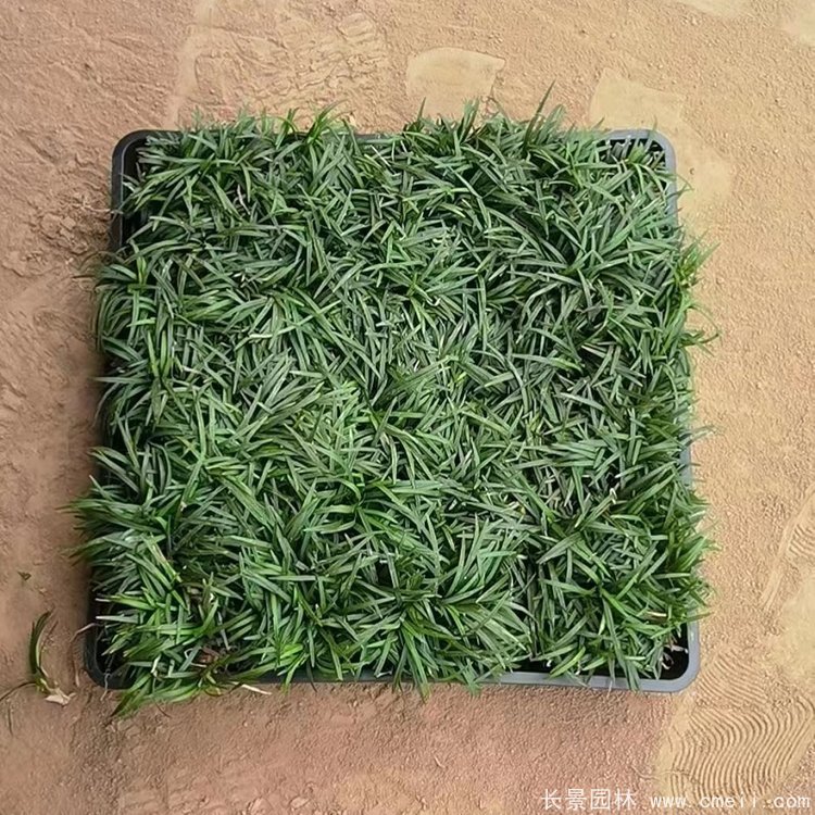 日本矮麥冬方型托盤苗 日本矮麥冬方型托盤苗