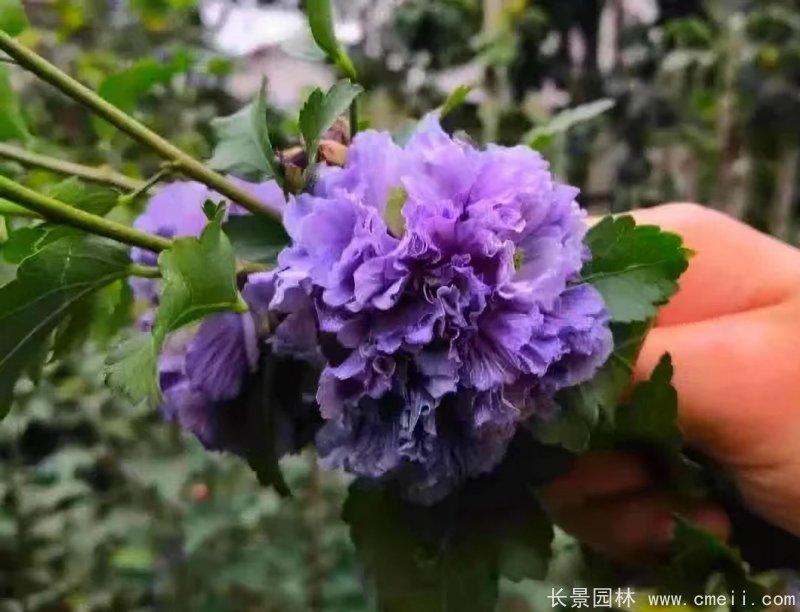 藍莓冰沙木槿 藍莓冰沙木槿