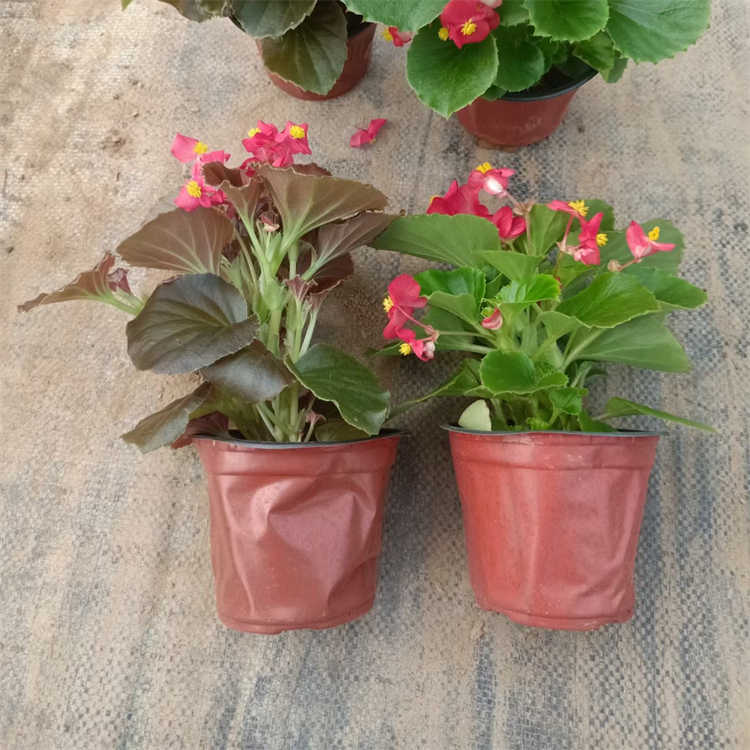 四季海棠秋海棠 四季海棠秋海棠