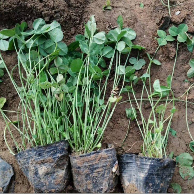 白車軸草 白車軸草