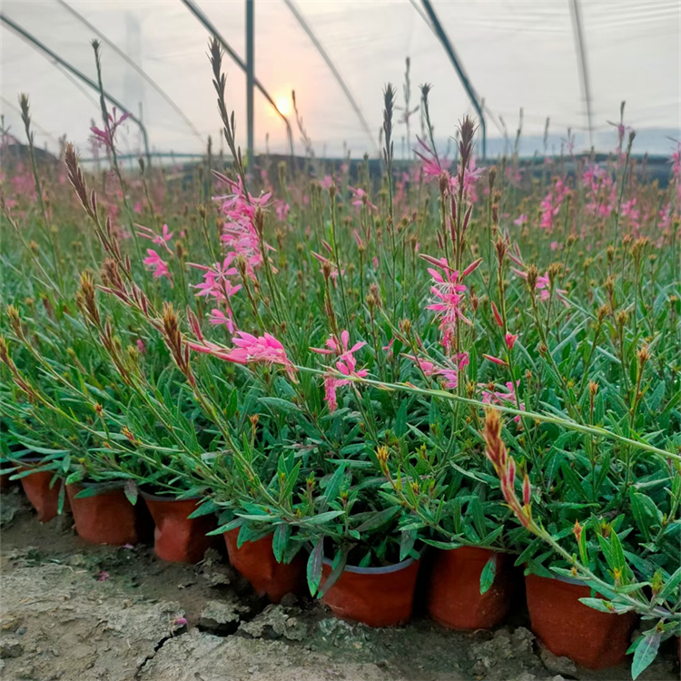 山桃草盆苗 山桃草盆苗