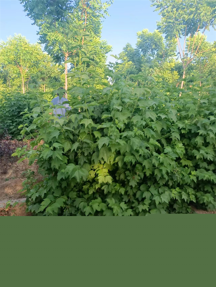 天目瓊花 天目瓊花