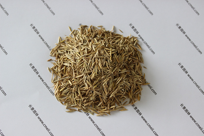 老芒麥種子 老芒麥種子