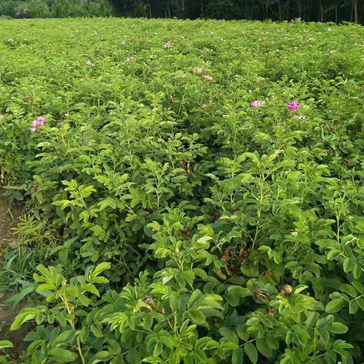 高原玫瑰 高原玫瑰